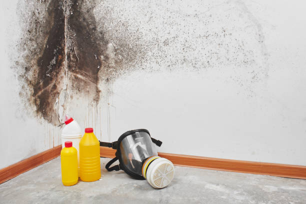 Best Toxic Mold Removal  in Lame Deer, MT