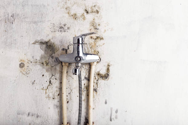 Best Emergency Mold Removal  in Lame Deer, MT