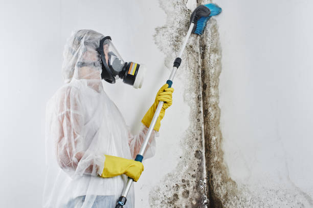 Best Home Mold Removal  in Lame Deer, MT
