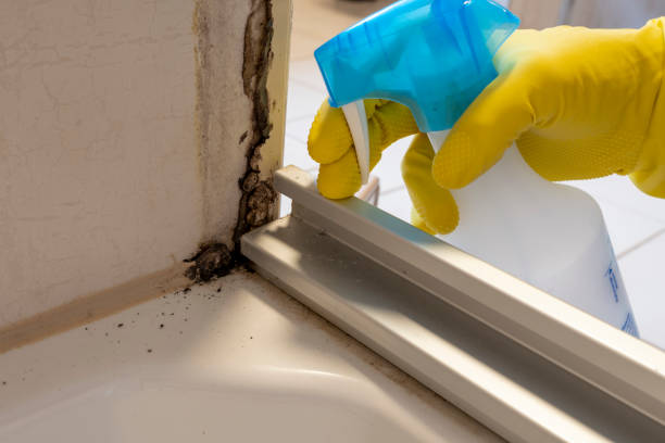 Best Mold Removal Company Near Me  in Lame Deer, MT