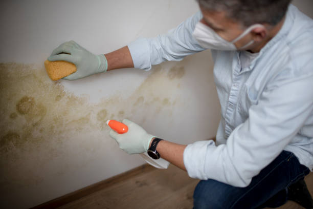 Best Commercial Mold Removal  in Lame Deer, MT
