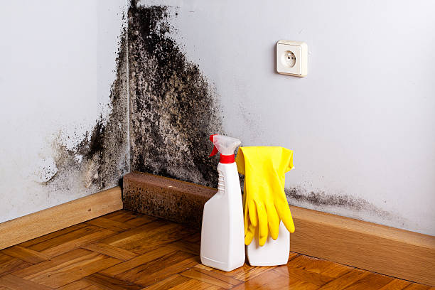Best Mold Damage Repair  in Lame Deer, MT