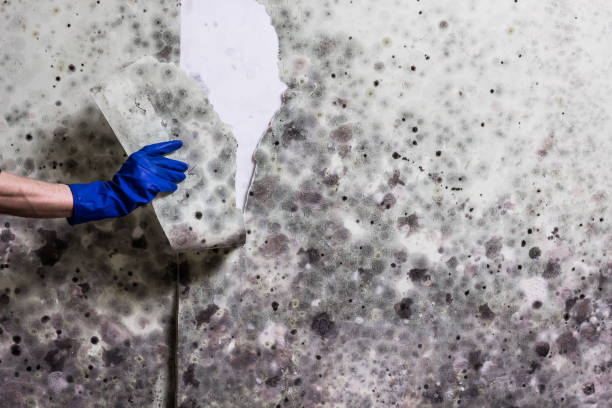 Best Fast Mold Removal  in Lame Deer, MT